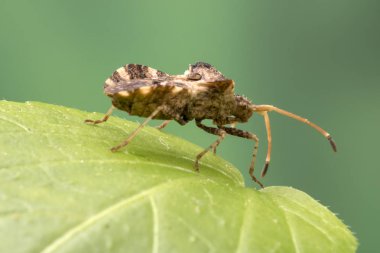 Kahverengi kalkan böcek makro fotoğraf