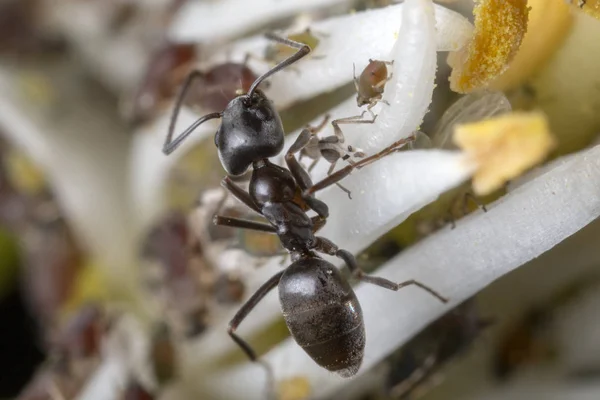 Formigas Pulgões Laranjeira — Fotografia de Stock