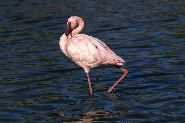 Flamingo Wandelen Water — Stockfoto