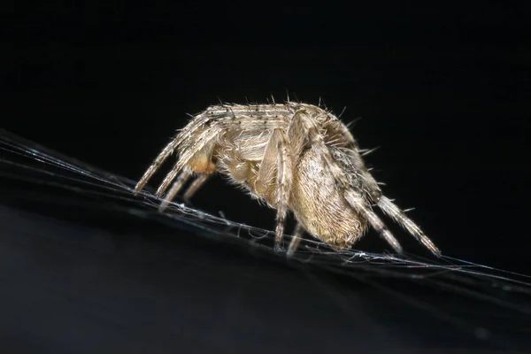 Araña Web Por Noche — Foto de Stock
