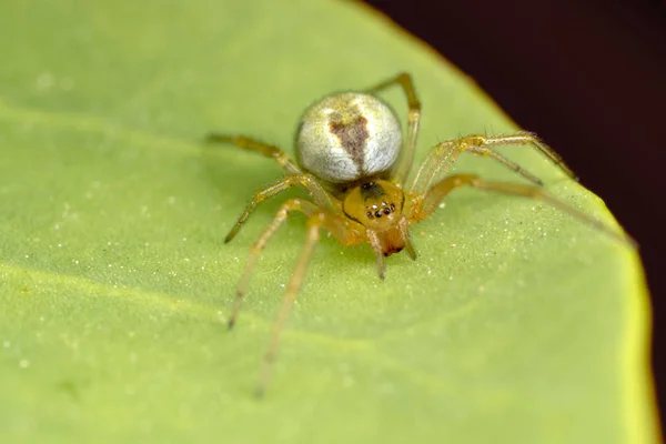 Pequeña Araña Planta Alcaparra — Foto de Stock