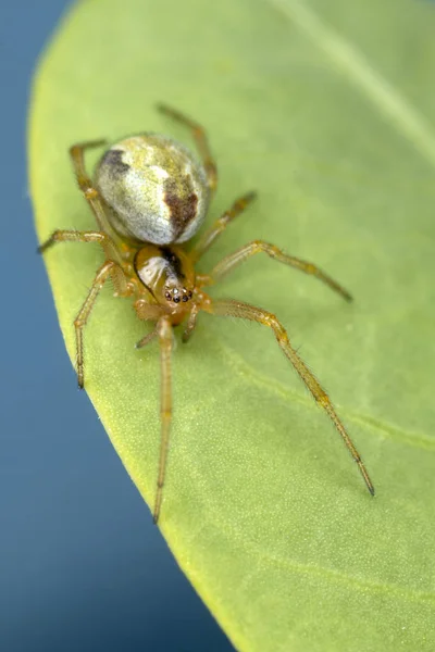 Winzige Spinne Auf Kapernpflanze — Stockfoto