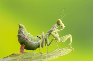 Küçük kanatsız devesi, yetişkin yaşam boyutu büyütme
