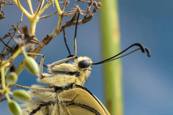 Świeżo Pojawiły Się Swallowtail Motyl — Zdjęcie stockowe