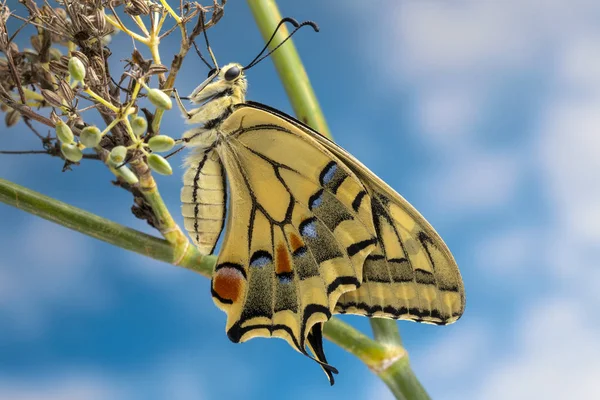 Nyligen Framkom Swallowtail Butterfly — Stockfoto