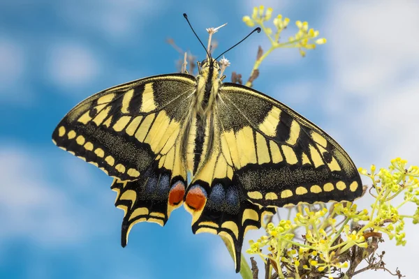 Borboleta Rabo Andorinha Recém Surgida — Fotografia de Stock