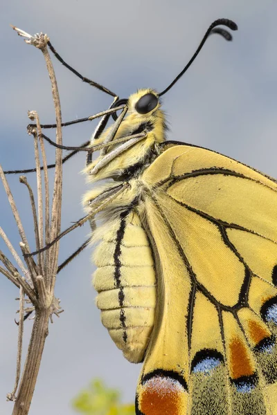 Mariposa Cola Golondrina Recién Emergida —  Fotos de Stock