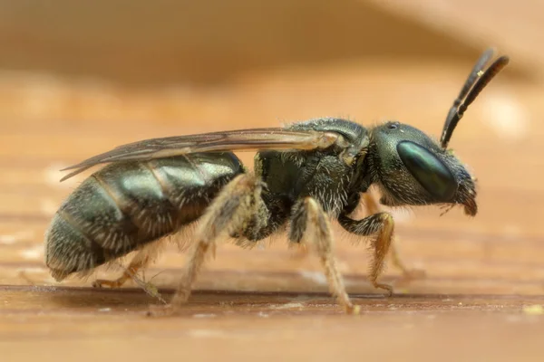 Tiny Green Wasp Larger Life Size Magnification — Stock Photo, Image