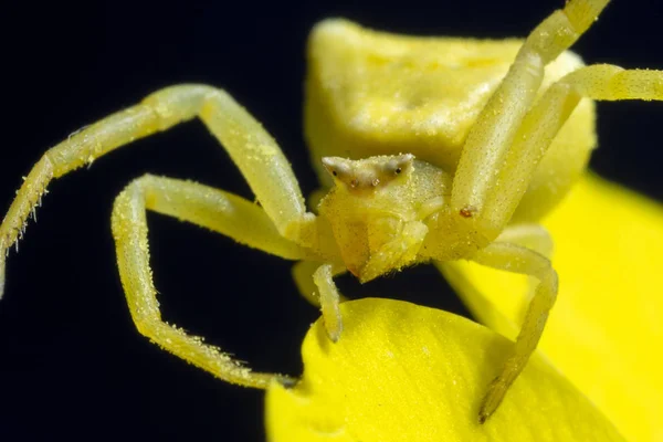 Araña Cangrejo Amarillo Sobre Flor Amarilla — Foto de Stock