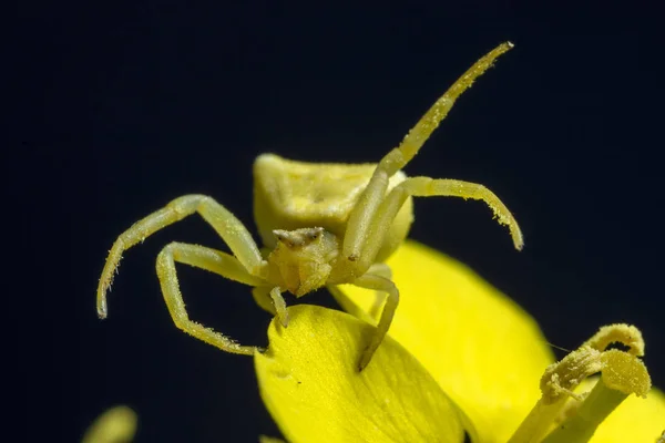 Araña Cangrejo Amarillo Sobre Flor Amarilla — Foto de Stock