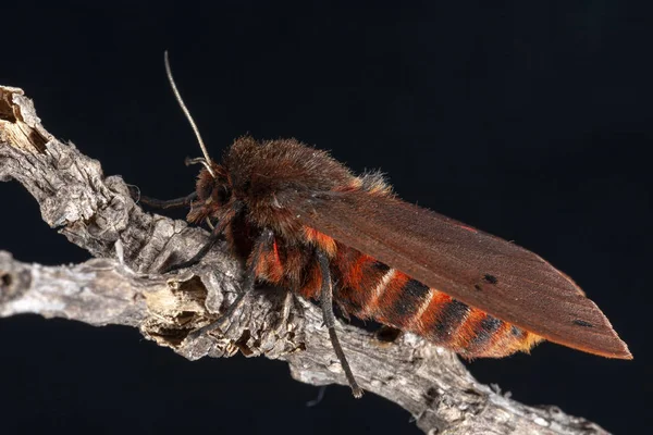 Мальтийский Ruby Tiger Moth Phragmatobia Fuliginosa Ssp Melitensis — стоковое фото