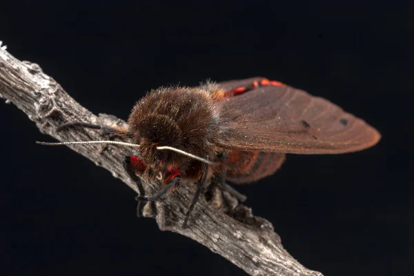 Malta Ruby Kaplan Güve Phragmatobia Fuliginosa Ssp Melitensis — Stok fotoğraf