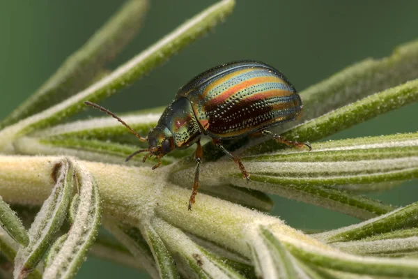 Rosemary Beetle Chrysolina Americana Rosemary Plant — Stock Photo, Image