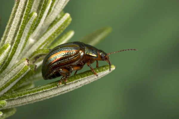 Rosemary Beetle Chrysolina Americana Sobre Planta Romero — Foto de Stock