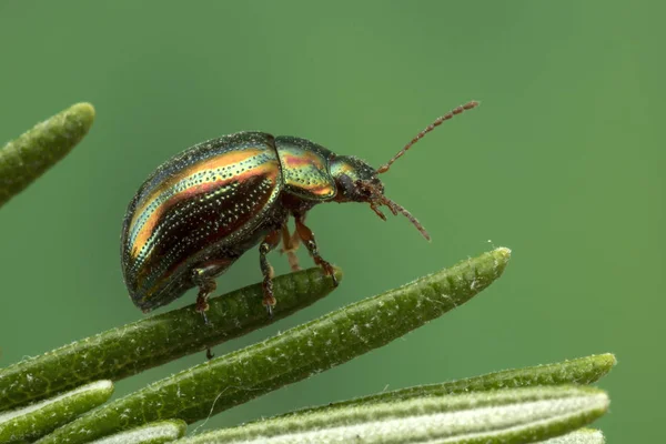 Rosemary Beetle Chrysolina Americana Rosemary Plant — Stock Photo, Image