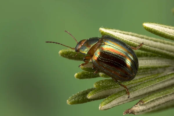 Rozmaring Növényi Rozmaring Beetle Chrysolina Americana — Stock Fotó