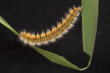 Eggar güve lasiocampa trifolii caterpillar neredeyse tam olarak yetiştirilen.