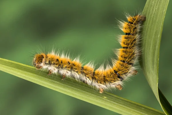 Eggar Moth Barczatka Trifolii Caterpillar Prawie Pełni Uprawiane — Zdjęcie stockowe