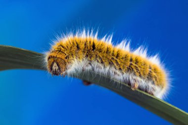 Neredeyse tam olarak yetiştirilen eggar güve (lasiocampa trifolii) caterpillar.