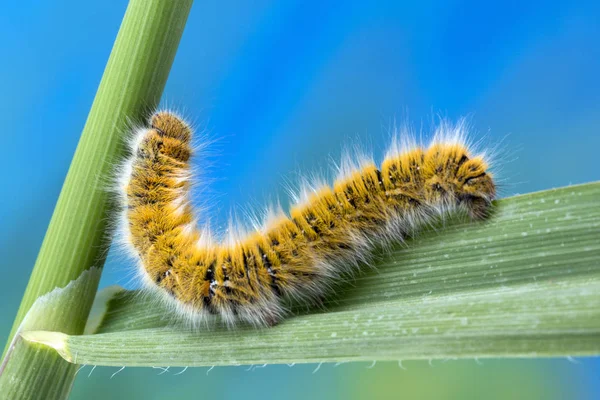 Polilla Huevo Lasiocampa Trifolii Oruga Casi Completamente Crecido — Foto de Stock