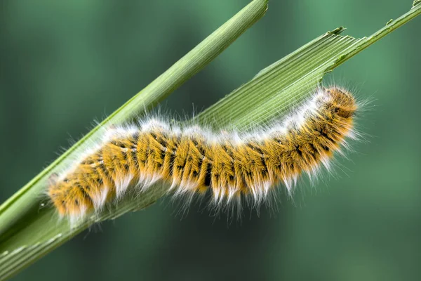 Eggar Moth Lasiocampa Trifolii Caterpillar Nearly Fully Grown — Stock Photo, Image