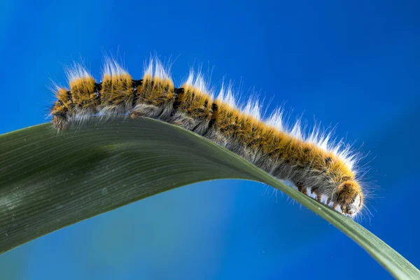 Polilla Huevo Lasiocampa Trifolii Oruga Casi Completamente Crecido —  Fotos de Stock