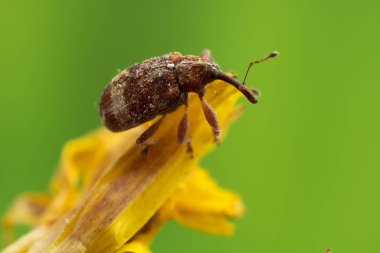 Çok küçük Weevil Beetle, yaklaşık 3mm