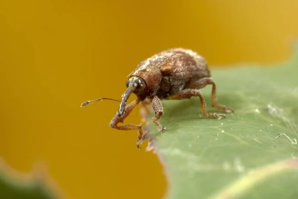 Besouro Weevil Muito Pequeno Aprox 3Mm — Fotografia de Stock