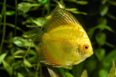 Juvenile Discus Balığı (Symphysodon cinsi)