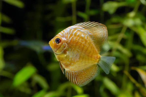 Giovane Discus Fish Genere Symphysodon — Foto Stock