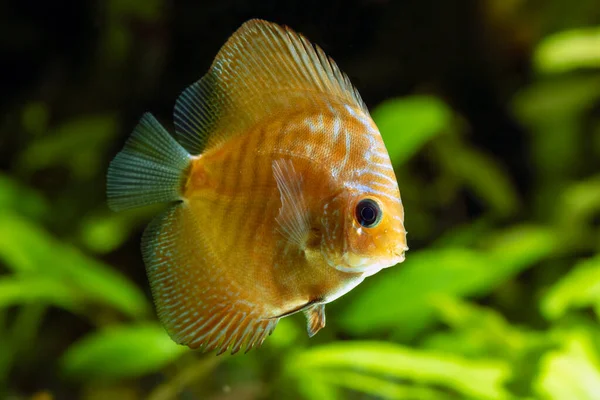 Giovane Discus Fish Genere Symphysodon — Foto Stock