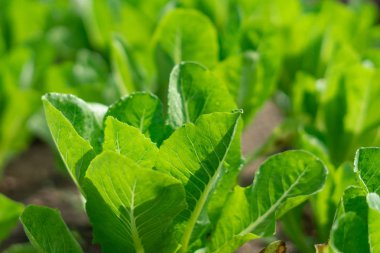 Yeşil yapraklı salata sebze çiftlikte