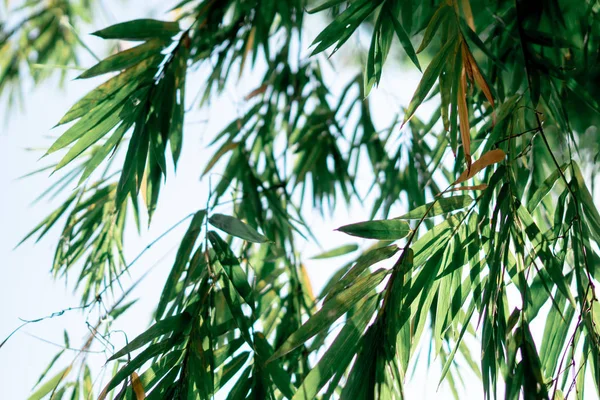 Foglia Bambù Cielo Blu — Foto Stock