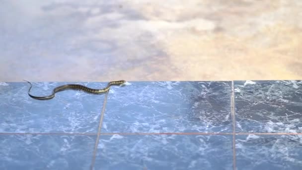 Pequeña Serpiente Viene Casa — Vídeos de Stock