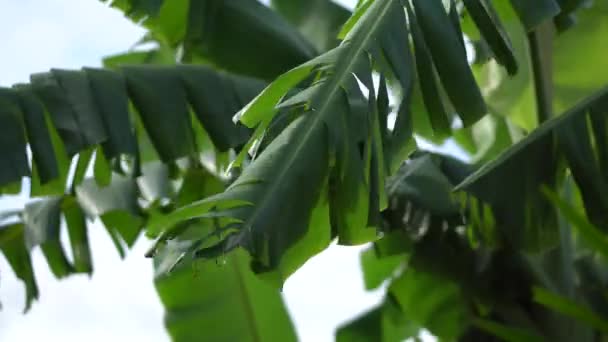 Folha Banana Lágrima Folha Planta Tropical Verão Vento Fluindo Perto — Vídeo de Stock