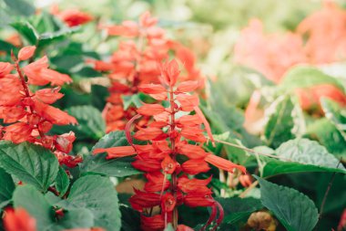 Kırmızı Salvia bahçede kızıl adaçayı splendens