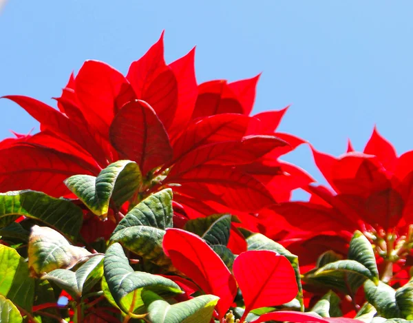 Και Ψηλά Ένα Θάμνο Πιο Έντονα Κόκκινα Λουλούδια Που Έχουν — Φωτογραφία Αρχείου