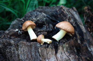 Grup bir güdük arka planda yenilebilir orman mantar (Suillus luteus)