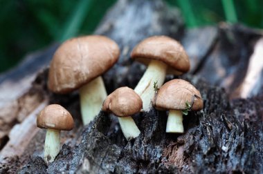 Grup bir güdük arka planda yenilebilir orman mantar (Suillus luteus)