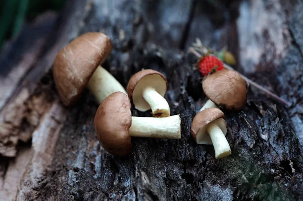 Группа Съедобных Лесных Грибов Suillus Luteus Фоне Пня — стоковое фото