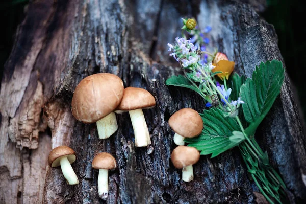 Grup bir güdük arka planda yenilebilir orman mantar (Suillus luteus)