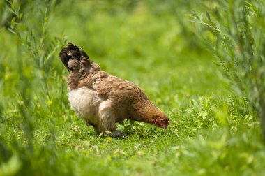 Tavuk çiftliği yakın çekim. Yeşil çim zemin üzerine tavuk