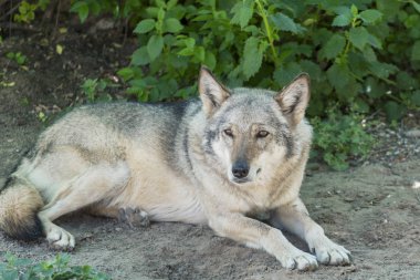 Gri kurt (Canis lupus). Portre clocse-up