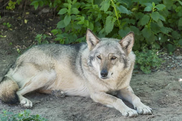 Grå Varg Canis Lupus Stående Clocse Upp — Stockfoto