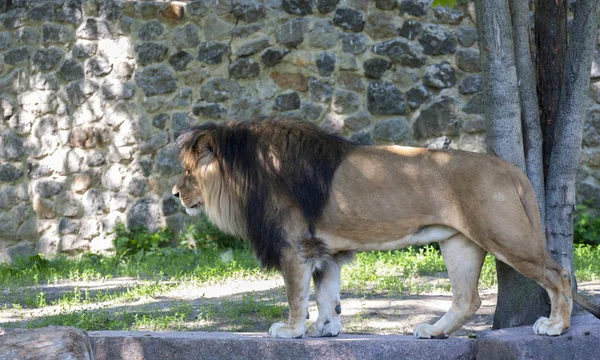 Male Lion Portrait Lion Close — Stock Photo, Image