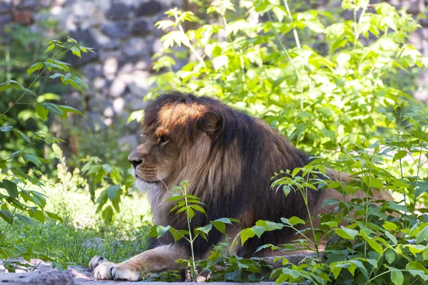 Samiec Lwa Portret Lion Zbliżenie — Zdjęcie stockowe