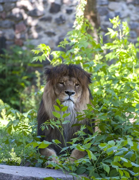 Lion Mâle Portrait Lion Gros Plan — Photo