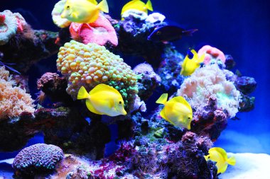 Sualtı dünyasının güzel arka plan. Mercan ve tropikal balık ile sualtı manzara