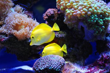 Sualtı dünyasının güzel arka plan. Mercan ve tropikal balık ile sualtı manzara