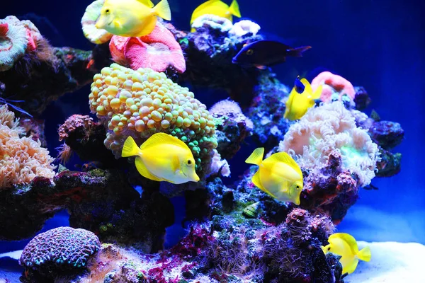 Sualtı dünyasının güzel arka plan. Mercan ve tropikal balık ile sualtı manzara